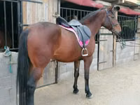 Mare, Hungarian horse breed — photo 3