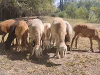 كبش, Afghan Arabi sheep — الصورة 7