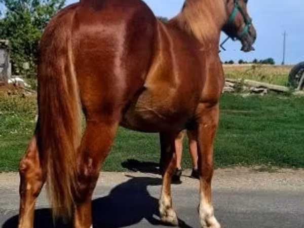 Caballo, Caballos