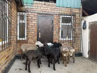 نعجة, Rhon sheep — الصورة 6