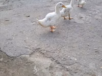Ducks — الصورة 1