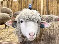 Sheep (batch, sex not specified), Sheep — photo 7