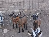 Ziegenbock, Pomellata goat — Foto 5