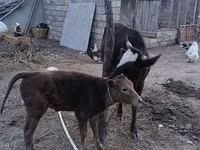 Cow, Red-spotted breed — photo 7
