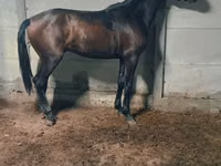 Horse (M), Horses — photo 1