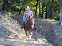 Hengst, Mule — Foto 5