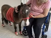 Horse (M), Miniature horse — photo 5