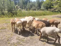 كبش, Afghan Arabi sheep — الصورة 1