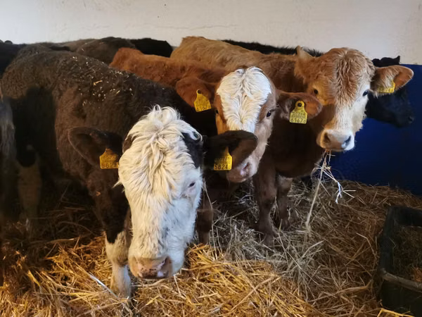 Toro, Hereford