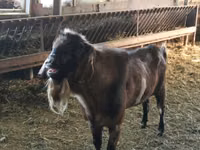 बकरा, Nubian Goat — फ़ोटो 1