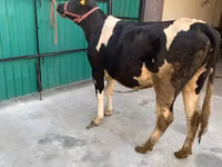 Kuh, Holstein-Rasse — Foto 6