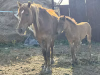 Yegua, Caballos — foto 2