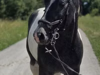 Yegua, Horse breed — foto 6