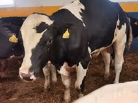 ثور, Simmental cattle — الصورة 4