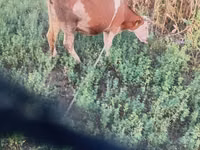 गाय, कास्ता गाय — फ़ोटो 2