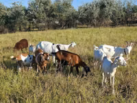 बकरी, Nubian Goat — फ़ोटो 1