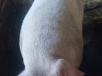 Хряк, Ландрас — фото 1