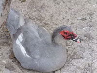 Ducks — photo 2