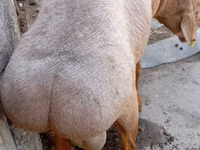 Widder, Ordabasy sheep — Foto 5