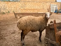 Oveja, Apsheron sheep — foto 8