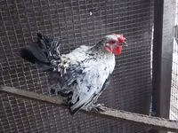 Chickens — Foto 5