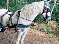 Caballo, Caballos — foto 2