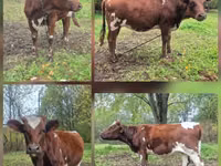 Cow, Ayrshire — photo 2