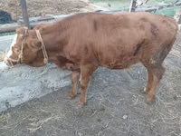 गाय, Simmental cattle — फ़ोटो 6