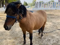 خيول (دفعة، الجنس غير محدد), Australian Pony — الصورة 1