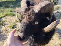 Schaf, Ouessant sheep — Foto 2