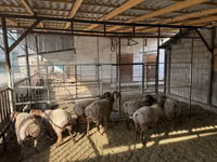 Oveja, Rhon sheep — foto 1