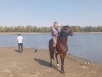 Horse (M), Friesian sport horse — photo 3