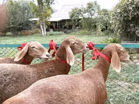 Schaf, Arashan sheep — Foto 2