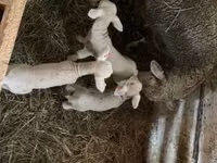 Widder, Ile-de-France sheep — Foto 8