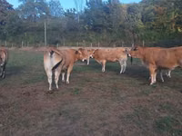 Vaca, Partenaise cattle — foto 1