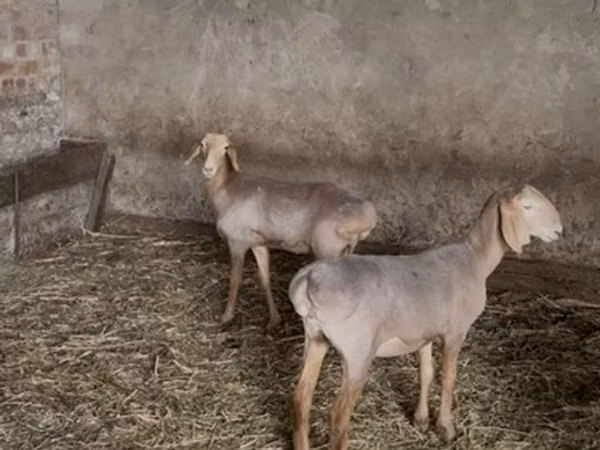 نعجة, Hissar sheep