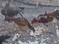 Chickens — Foto 3