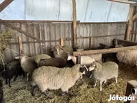 Ram, Merino sheep — photo 3