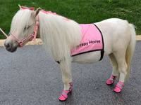 فرس, Palomino — الصورة 5