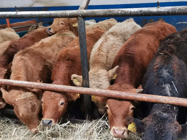Bulle, Limousin-Kuh