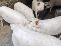 मादा सूअर — फ़ोटो 4