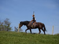 Horse (M), Racking Horse — photo 2