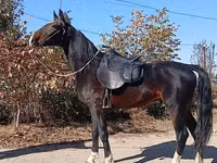 Horse (M), French Trotter — photo 8