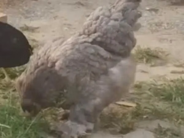 Brahma