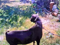 Ziegenbock, Murcia-Granada goats — Foto 5