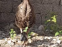 स्लोवेनियन सिल्वर हेन — फ़ोटो 3