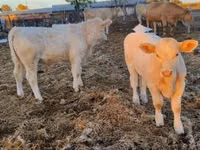 सांड, Charolais cattle — फ़ोटो 8