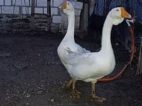 Geese — الصورة 5