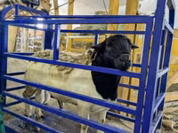 Oveja, Edilbay sheep — foto 4