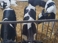 Bulle, Russian Black pied cattle — Foto 1